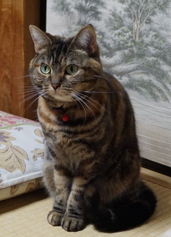 f:id:A-chi:20160603012810j:image:w420