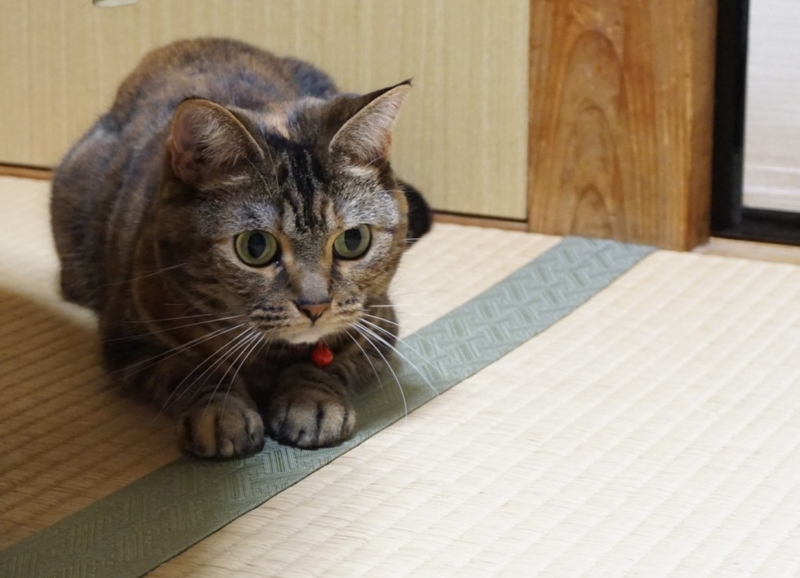 f:id:A-chi:20160604021847j:image:w490