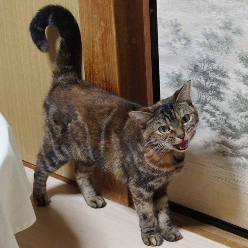 f:id:A-chi:20160805021408j:image:w470 f:id:A-chi:20160805021408j:image:w470