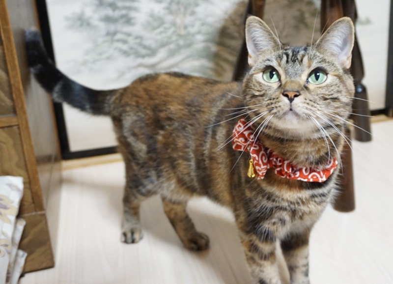 f:id:A-chi:20160907015058j:image:w490