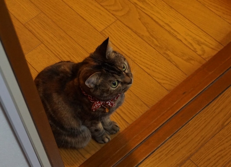 f:id:A-chi:20160912020859j:image:w490