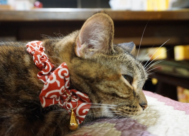 f:id:A-chi:20160916015454j:image:w490