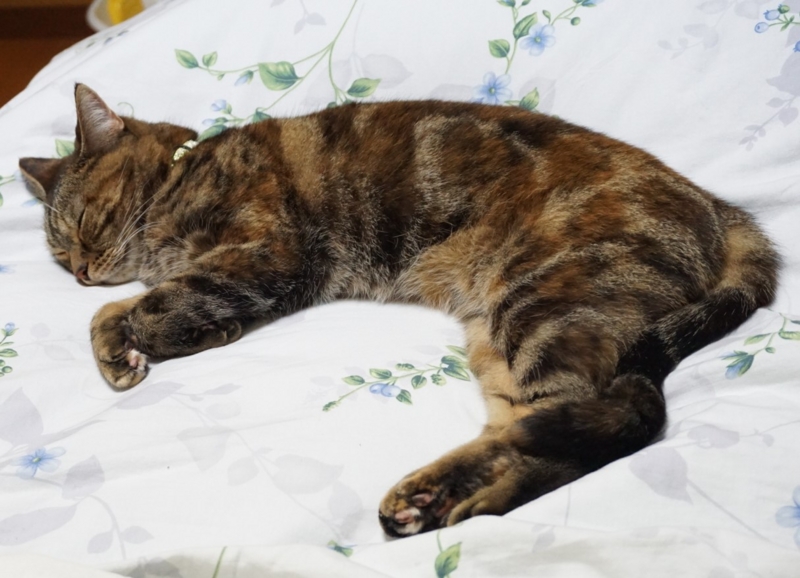 f:id:A-chi:20160925015055j:image:w490