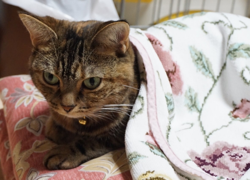 f:id:A-chi:20160926021205j:image:w490