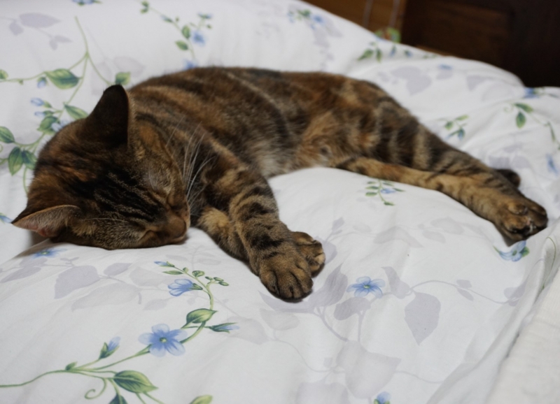 f:id:A-chi:20160927020411j:image:w490