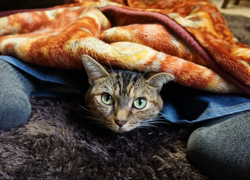 f:id:A-chi:20161030225548j:image:w490