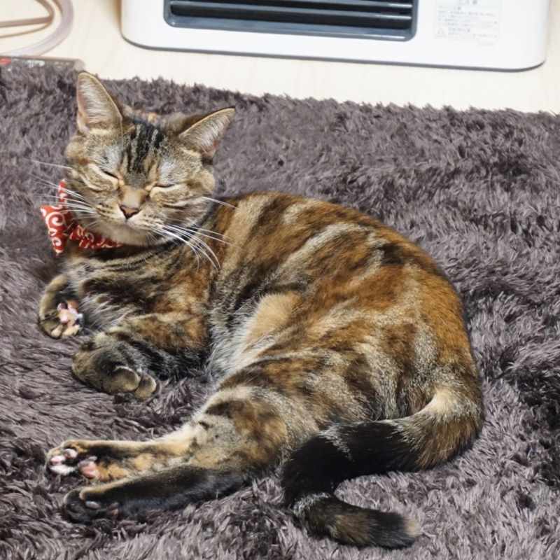 f:id:A-chi:20161112020758j:image:w470