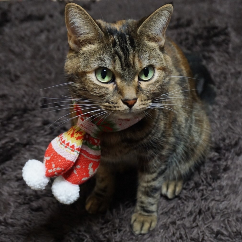 f:id:A-chi:20161121010730j:image:w470