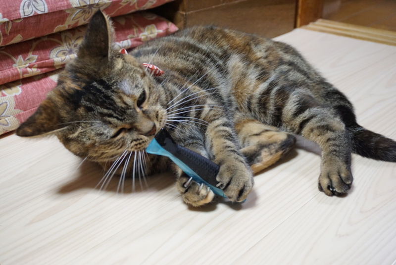 f:id:A-chi:20161127030915j:image:w490