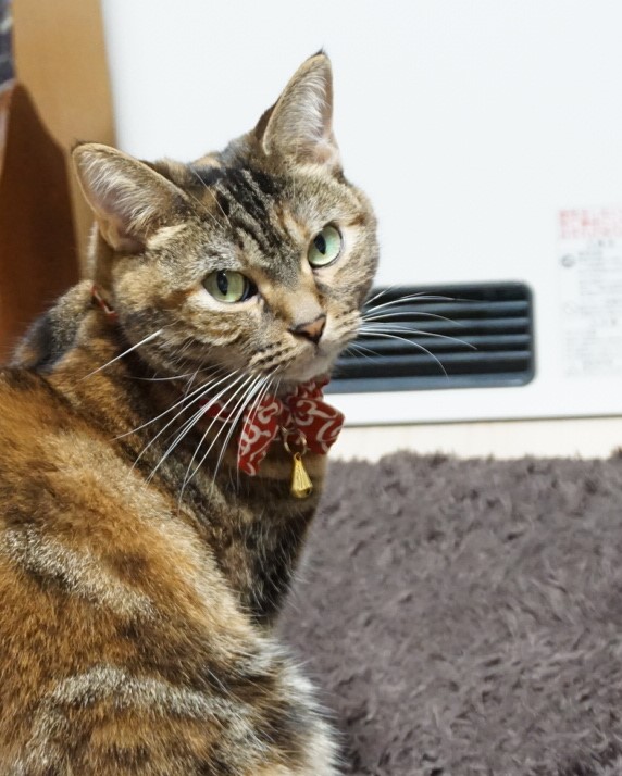 f:id:A-chi:20161203014657j:image:w420