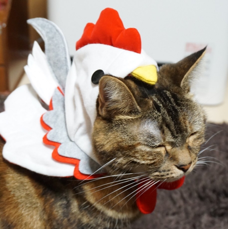 f:id:A-chi:20161206014327j:image:w470