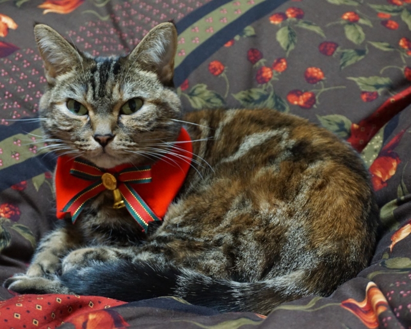 f:id:A-chi:20161211021638j:image:w490