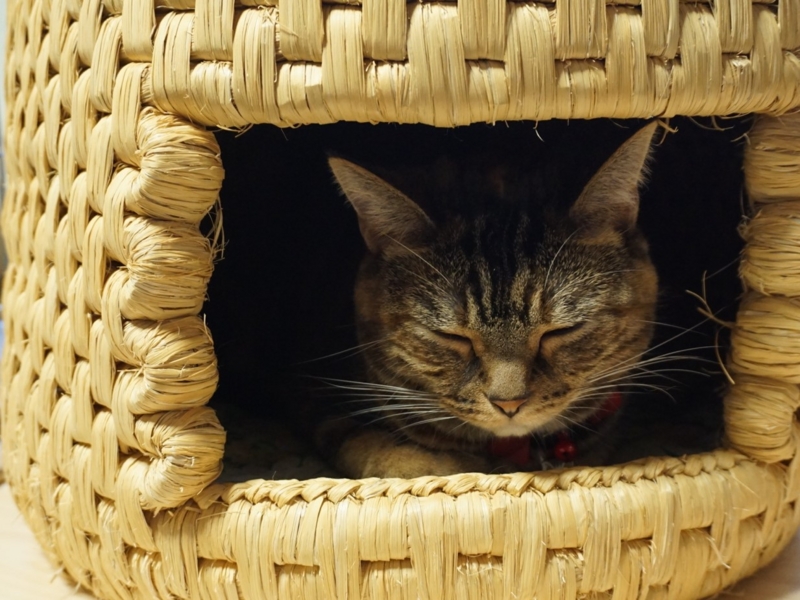 f:id:A-chi:20161230024225j:image:w490