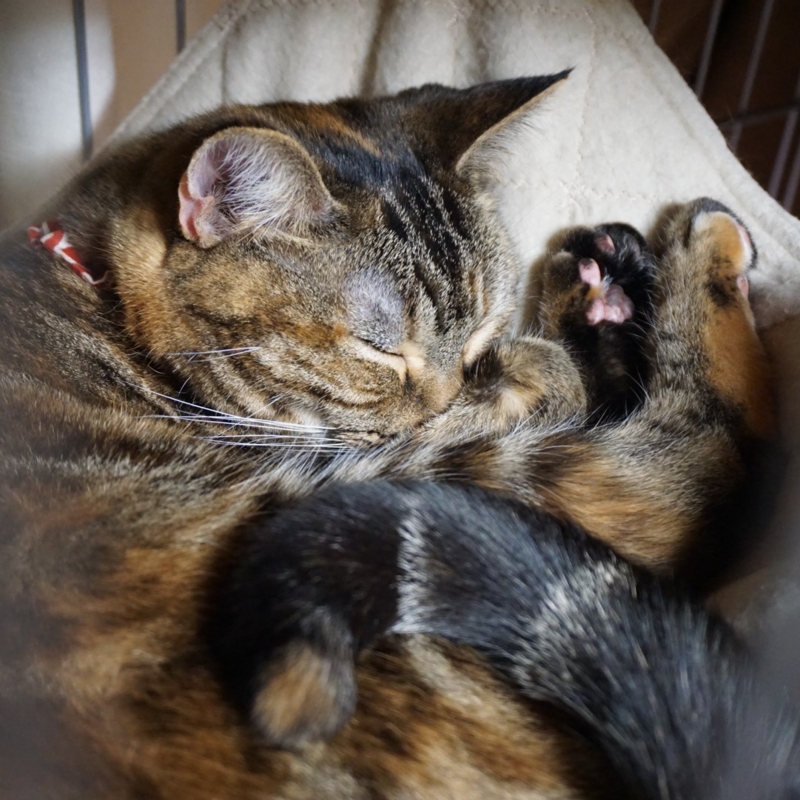 f:id:A-chi:20170105020738j:image:w470