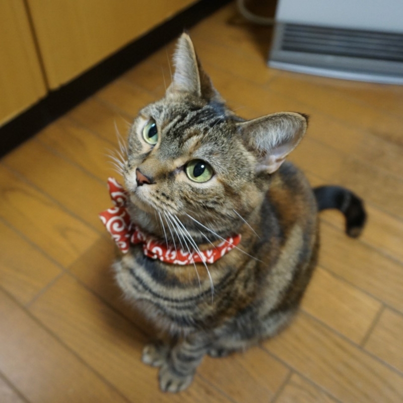 f:id:A-chi:20170108023820j:image:w470