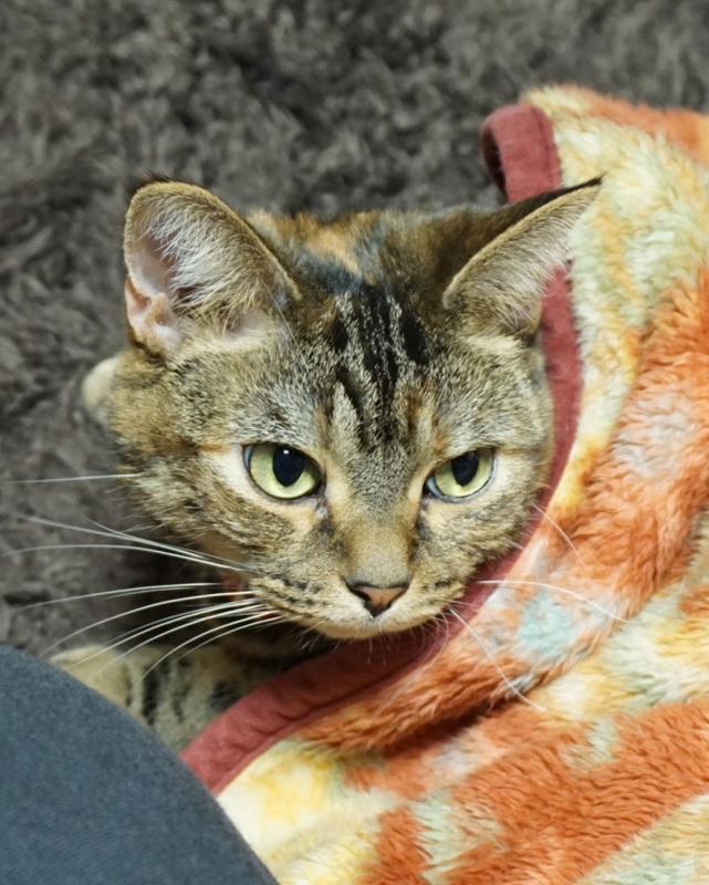 f:id:A-chi:20170109025337j:image:w420