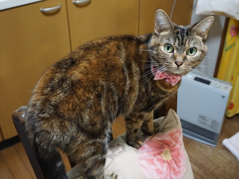 f:id:A-chi:20170112020059j:image:w490