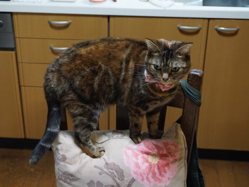 f:id:A-chi:20170112020100j:image:w490