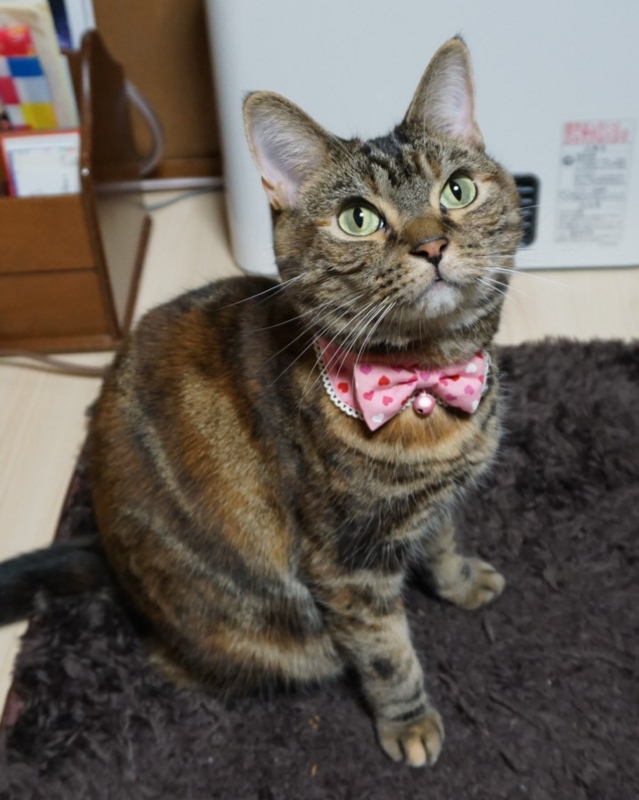 f:id:A-chi:20170113014752j:image:w420