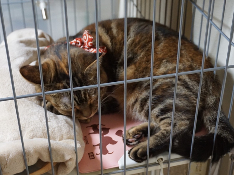 f:id:A-chi:20170128024248j:image:w490