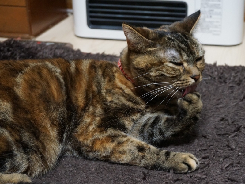 f:id:A-chi:20170206015822j:image:w490