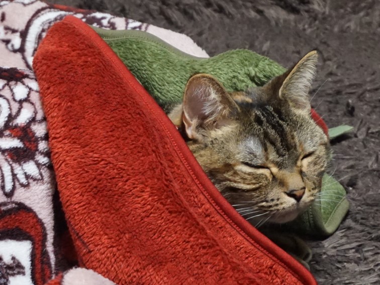 f:id:A-chi:20170216015944j:image:w490