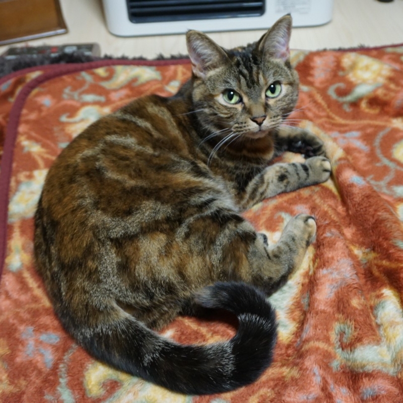 f:id:A-chi:20170218021046j:image:w470