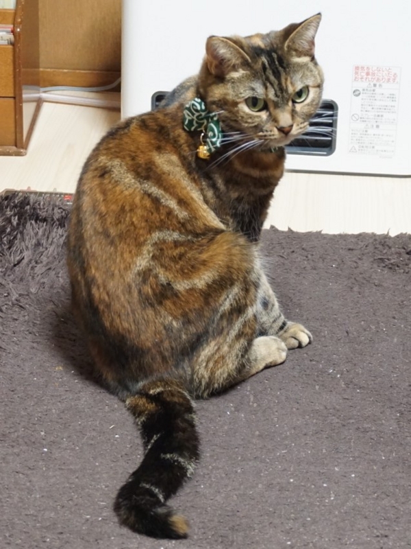 f:id:A-chi:20170413021301j:image:w420