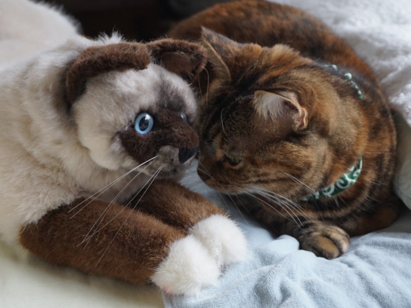 f:id:A-chi:20170416022802j:image:w490