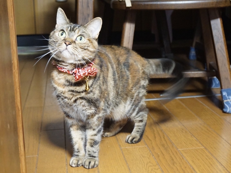 f:id:A-chi:20170618025724j:image:w490