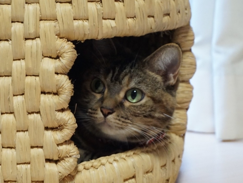 f:id:A-chi:20170618123819j:image:w490