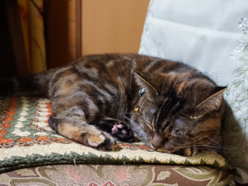 f:id:A-chi:20170627014749j:image:w490