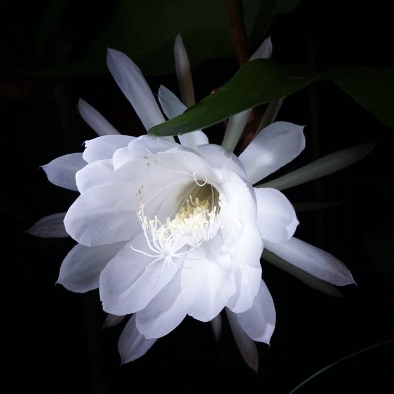 f:id:A-chi:20170908021102j:image:w470