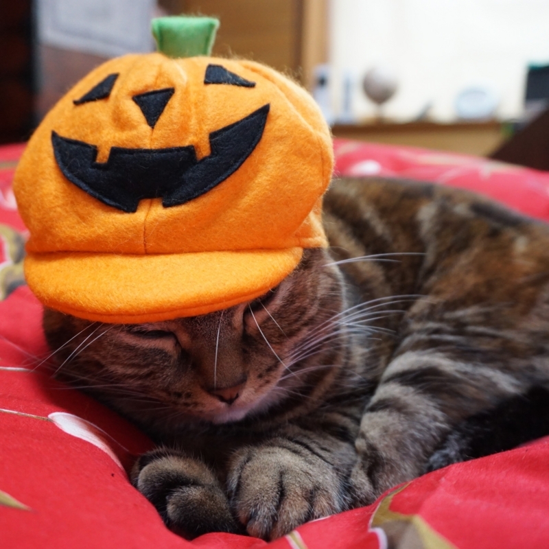 f:id:A-chi:20171031015301j:image:w470