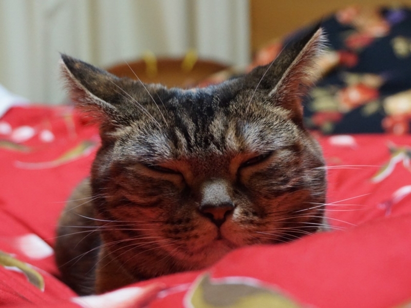 f:id:A-chi:20171111025842j:image:w490