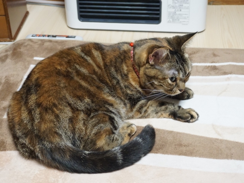 f:id:A-chi:20171114021950j:image:w490