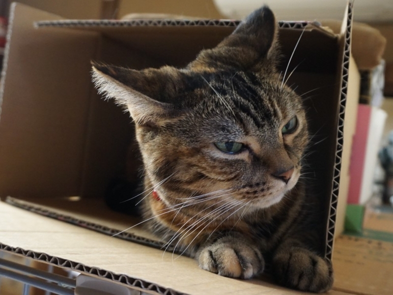 f:id:A-chi:20171119021826j:image:w490