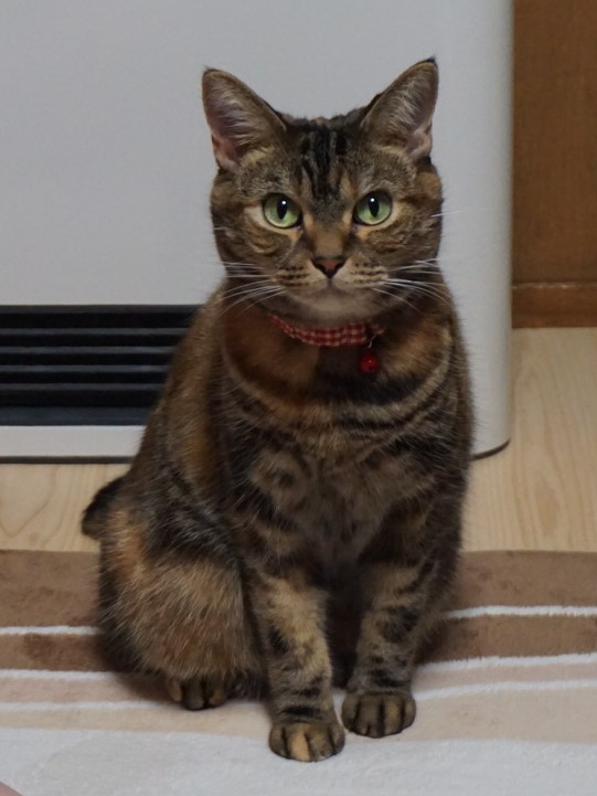 f:id:A-chi:20171127014245j:image:w420