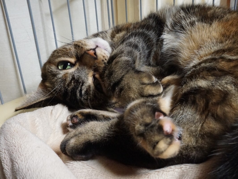 f:id:A-chi:20171201010835j:image:w490