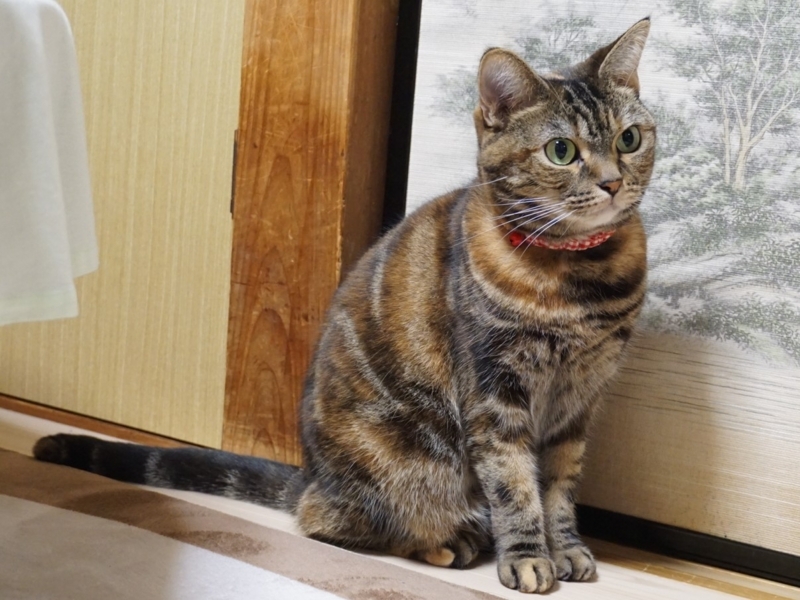 f:id:A-chi:20171210032211j:image:w490