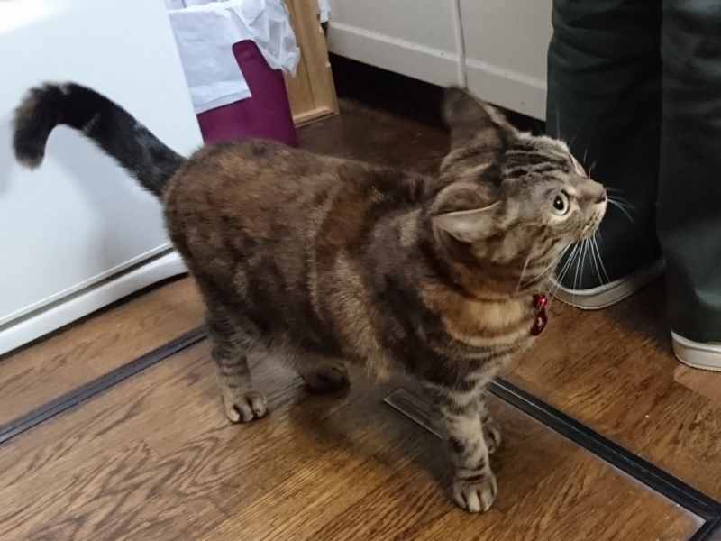 f:id:A-chi:20171231034711j:image:w490