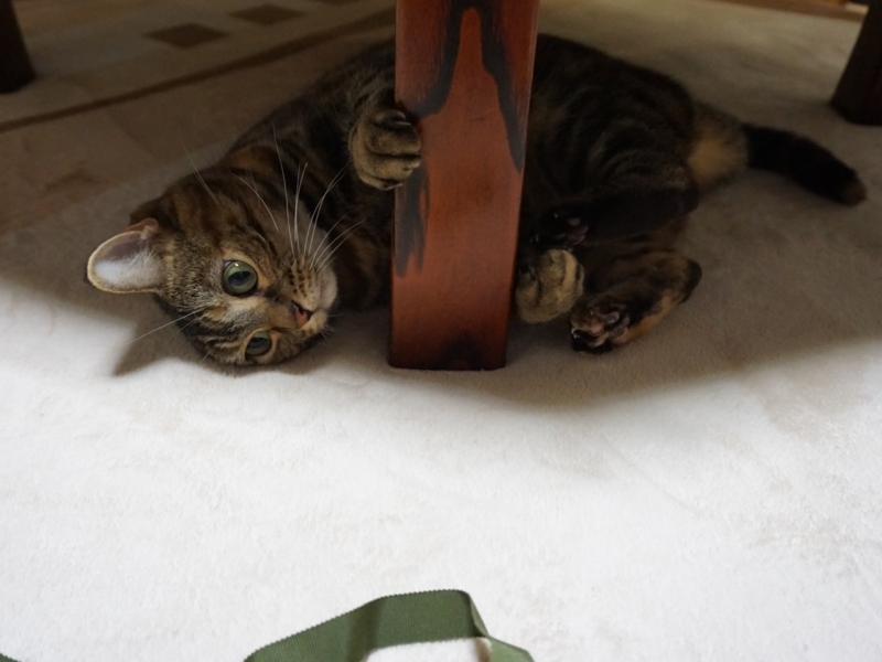 f:id:A-chi:20180105021805j:image:w490