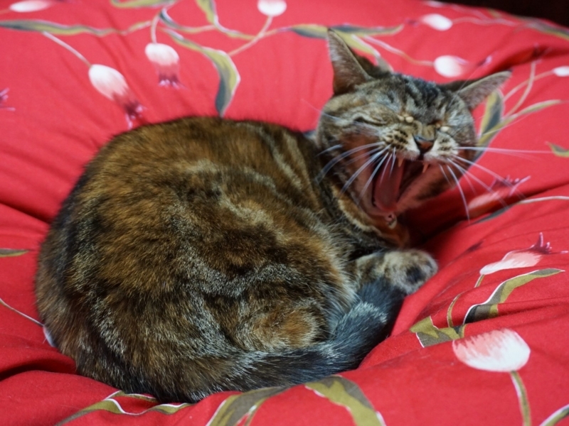 f:id:A-chi:20180121034910j:image:w490