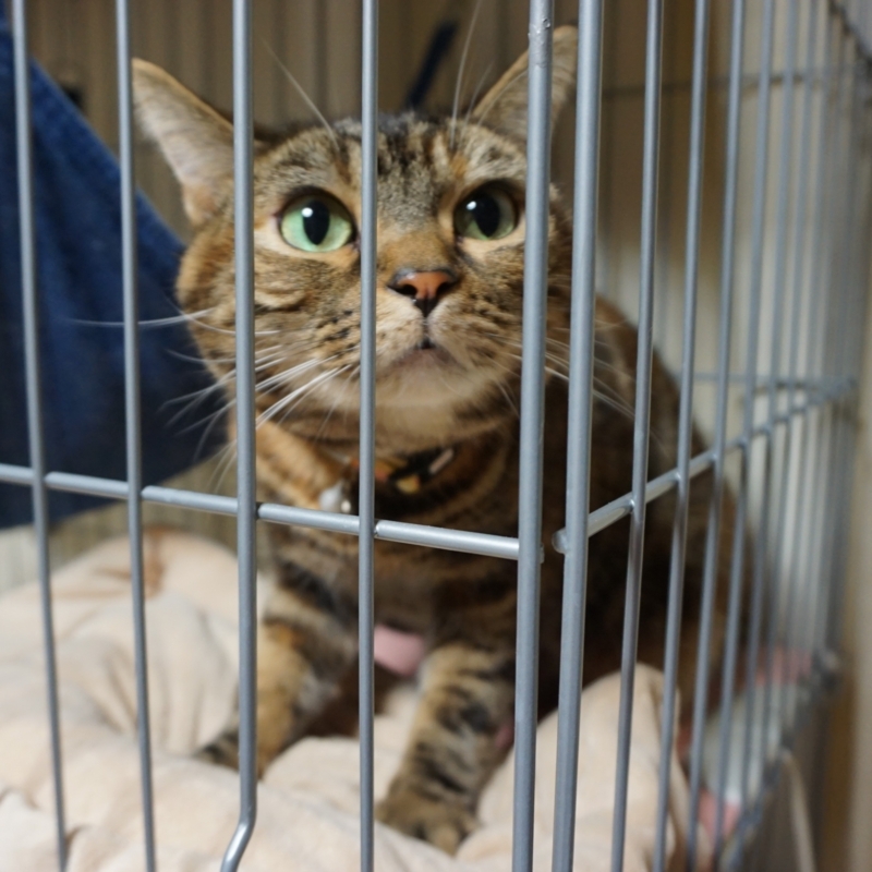 f:id:A-chi:20180122020719j:image:w470