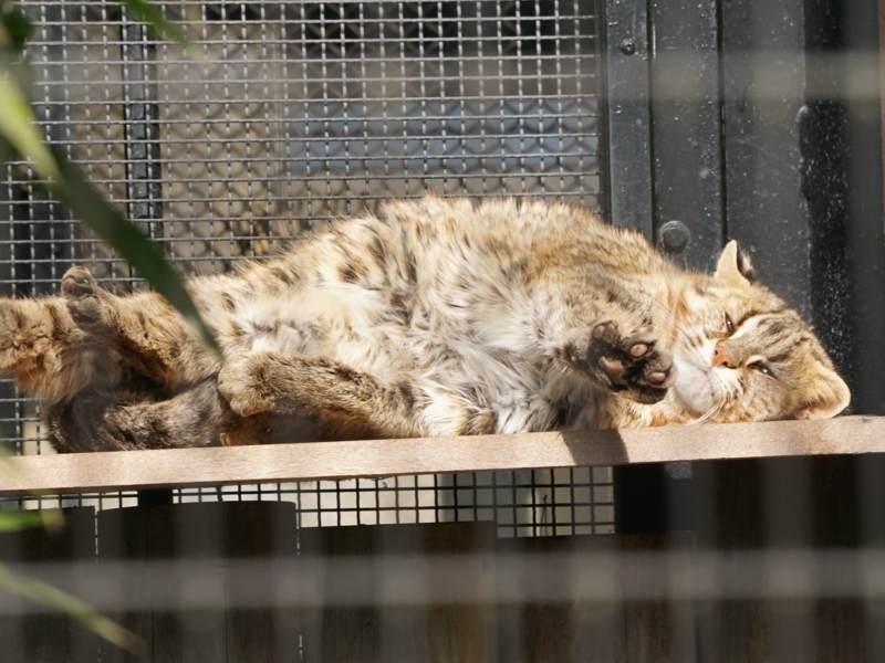 f:id:A-chi:20180213014731j:image:w490 f:id:A-chi:20180213014731j:image:w490