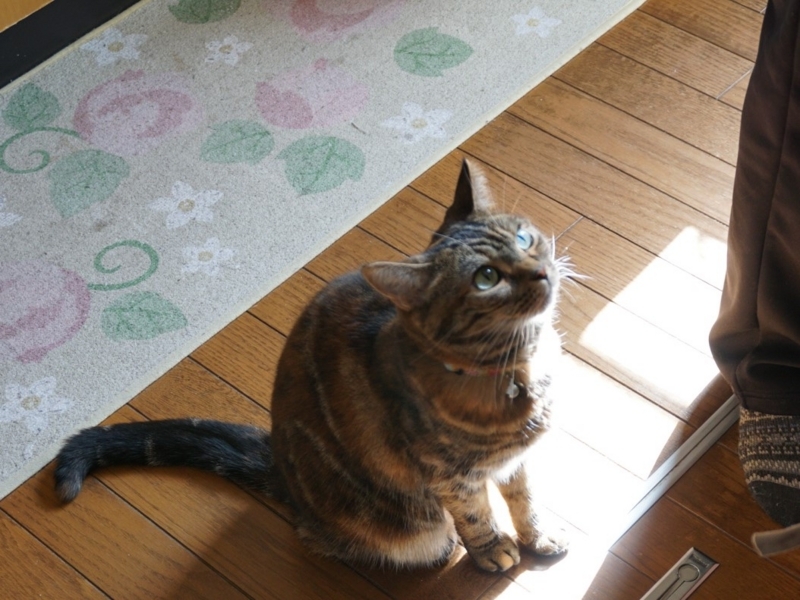 f:id:A-chi:20180220014507j:image:w490