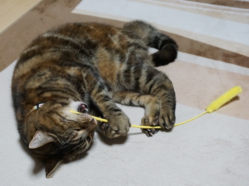 f:id:A-chi:20180303030026j:image:w490