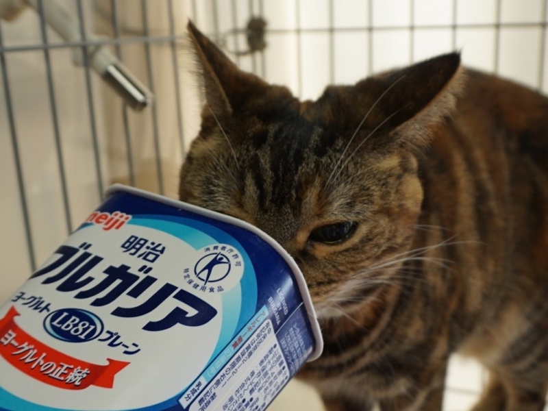 f:id:A-chi:20180304022932j:image:w490