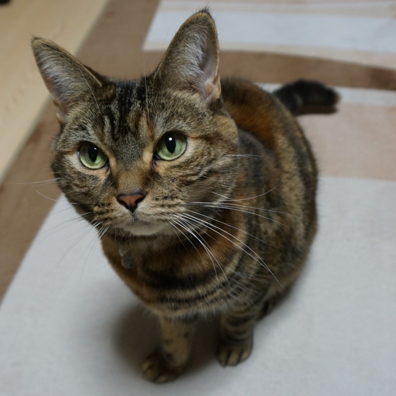 f:id:A-chi:20180313022331j:image:w470