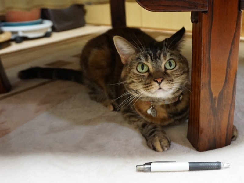 f:id:A-chi:20180319024216j:image:w490